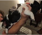 Small Photo #8 Basset Hound Puppy For Sale in BYHALIA, MS, USA