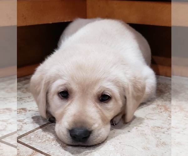 Medium Photo #99 Labrador Retriever Puppy For Sale in OLYMPIA, WA, USA