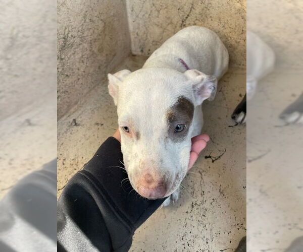 Medium Photo #1 American Pit Bull Terrier-Unknown Mix Puppy For Sale in Oklahoma City, OK, USA