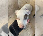 Small American Pit Bull Terrier Mix