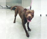 Small Labrador Retriever Mix