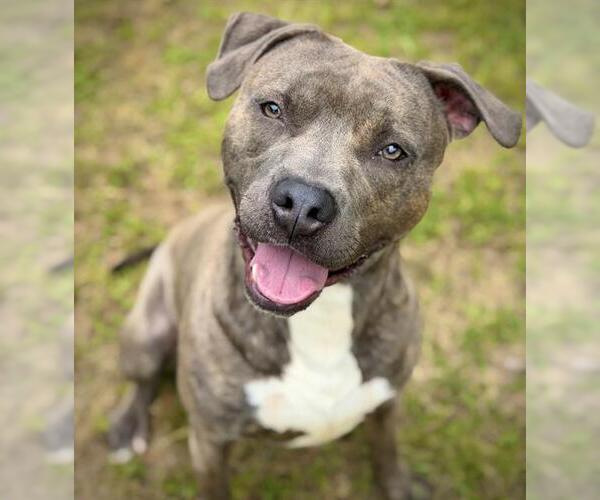 Medium Photo #5 American Staffordshire Terrier Puppy For Sale in Tallahassee, FL, USA