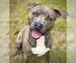 Small #4 American Staffordshire Terrier