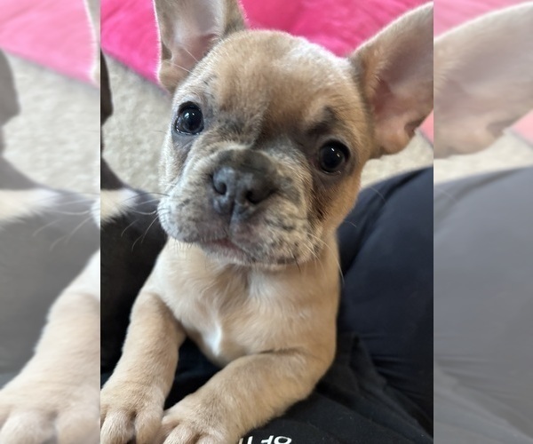 Medium Photo #6 French Bulldog Puppy For Sale in VIRGINIA BEACH, VA, USA