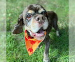 Small Photo #5 Cocker Spaniel Puppy For Sale in Arlington, VA, USA