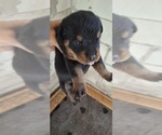 Litter of 6 - Male(s) and Female(s) RottweilerLitter of Puppies for Sale - Photo #3