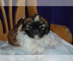 Small #3 Shih Tzu