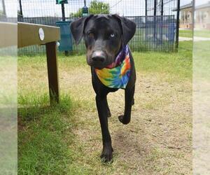 Labrador Retriever-Unknown Mix Dogs for adoption in San Antonio, TX, USA