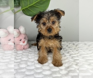 Yorkshire Terrier Puppy for sale in FRANKLIN, IN, USA