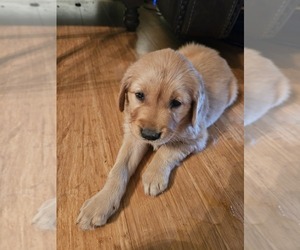 Golden Retriever Puppy for Sale in VERONA, Missouri USA