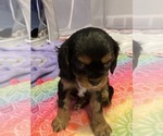 Puppy Star Cavalier King Charles Spaniel