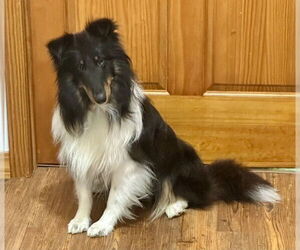 Mutt Dogs for adoption in Wamego, KS, USA