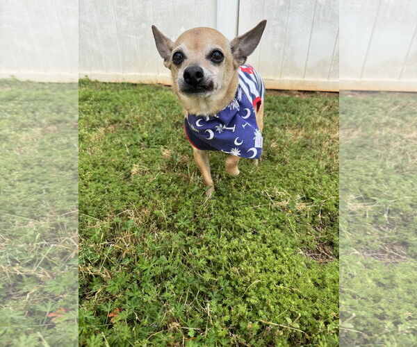 Medium Photo #2 Chihuahua-Unknown Mix Puppy For Sale in Greenville, SC, USA