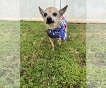 Small #1 Chihuahua Mix