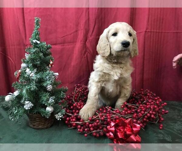 Medium Photo #2 Goldendoodle Puppy For Sale in WEATHERFORD, TX, USA