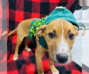 Labrador Retriever-Unknown Mix Dogs for adoption in Westminster, MD, USA