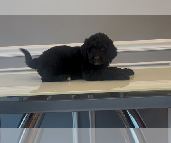 Medium Photo #57 Bernedoodle-Labradoodle Mix Puppy For Sale in MILFORD, NJ, USA