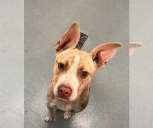 Mutt Dogs for adoption in Baytown, TX, USA