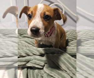 Mutt Dogs for adoption in Woodbury, NY, USA