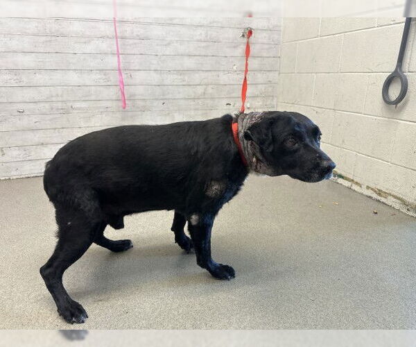 Medium Photo #1 Labrador Retriever-Unknown Mix Puppy For Sale in San Bernardino, CA, USA