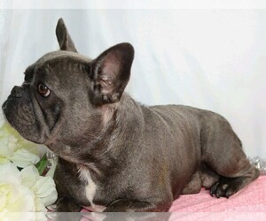 Mother of the French Bulldog puppies born on 05/08/2020