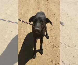 Anabelle - Female Shepradors Dog for Adoption - Photo #9