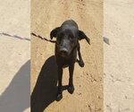 Small Photo #9 Shepradors Puppy For Sale in San Diego, CA, USA