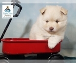Small Photo #14 Pomeranian-Pomsky Mix Puppy For Sale in RAMSEY, MN, USA
