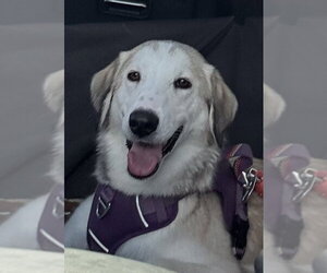Siberian Husky-Unknown Mix Dogs for adoption in Greenbelt, MD, USA