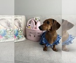 Small Photo #1 Dachshund Puppy For Sale in LAS VEGAS, NV, USA