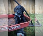 Puppy Fritter Goldendoodle