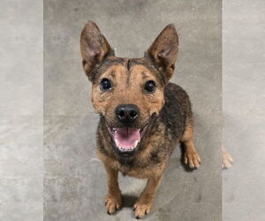 Mutt Dogs for adoption in Social Circle, GA, USA