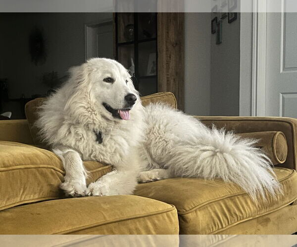 Medium Photo #16 Great Pyrenees Puppy For Sale in Spring, TX, USA