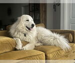 Small #15 Great Pyrenees