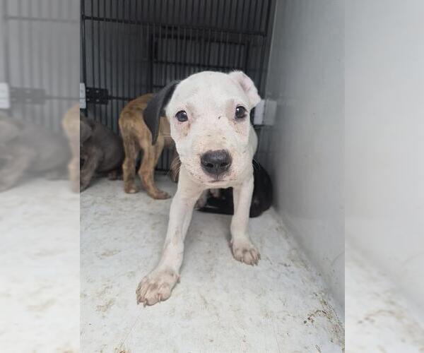 Medium Photo #1 Mutt Puppy For Sale in Houston, TX, USA