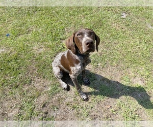 German Shorthaired Pointer Dogs for adoption in BAXLEY, GA, USA