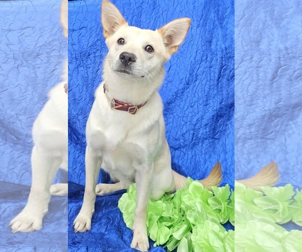 Medium Photo #3 Siberian Husky-Unknown Mix Puppy For Sale in Cuba, NY, USA