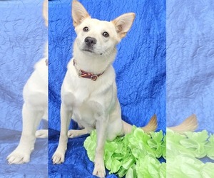 Greta - Female Siberian Husky-Unknown Mix Dog for Adoption - Photo #3