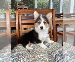 Brooks - Male Pembroke Welsh Corgi Puppy for Sale - Photo #5