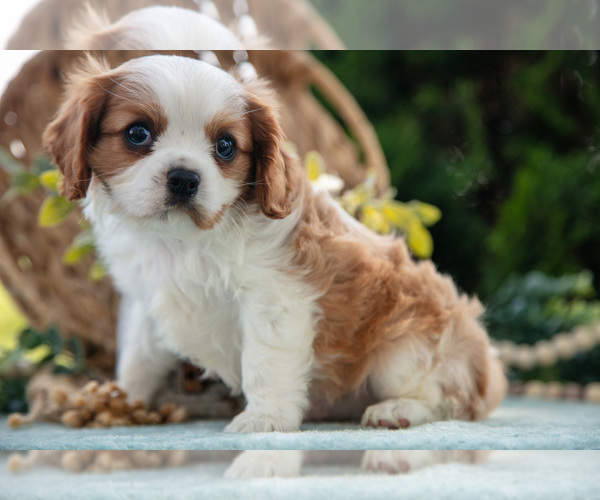 Medium Photo #3 Cavalier King Charles Spaniel Puppy For Sale in GOSHEN, IN, USA
