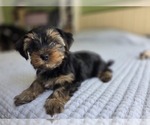Puppy Willow Yorkshire Terrier