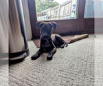 Small #8 Lab-Pointer