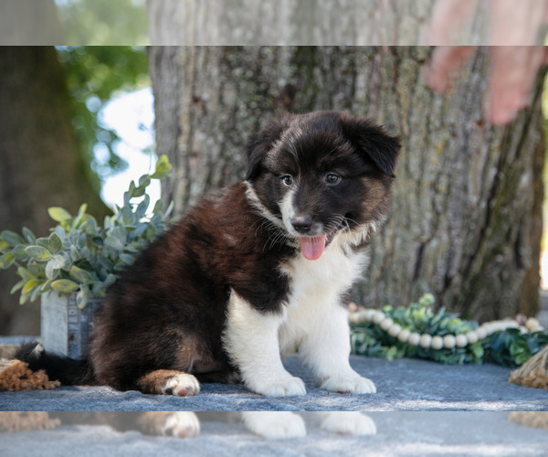 Medium Photo #10 Australian Shepherd Puppy For Sale in CHRISTIANA, PA, USA