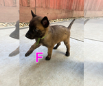 Small Photo #1 Belgian Malinois Puppy For Sale in STOCKTON, CA, USA