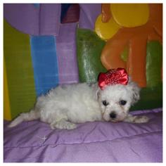 Maltipoo Puppy for sale in TAYLOR, TX, USA