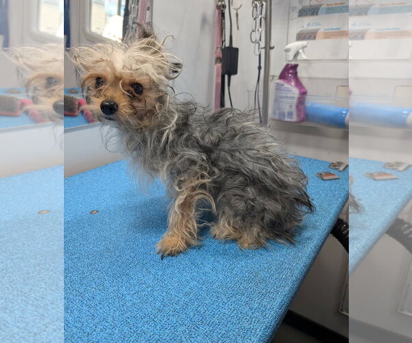 Medium Photo #3 Mutt Puppy For Sale in Grafton, WI, USA