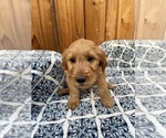 Small Photo #3 Goldendoodle Puppy For Sale in MODESTO, CA, USA