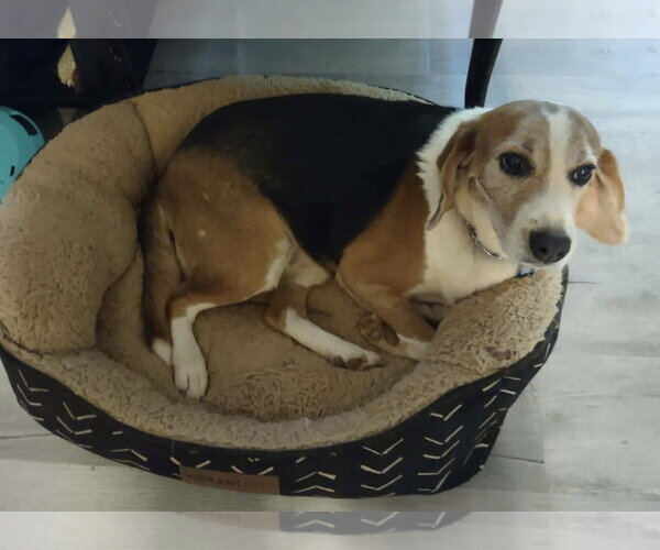 Medium Photo #14 Beagle-Unknown Mix Puppy For Sale in Rustburg, VA, USA