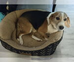 Small #13 Beagle Mix