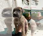 Small Photo #4 Great Dane-Unknown Mix Puppy For Sale in CARMI, IL, USA